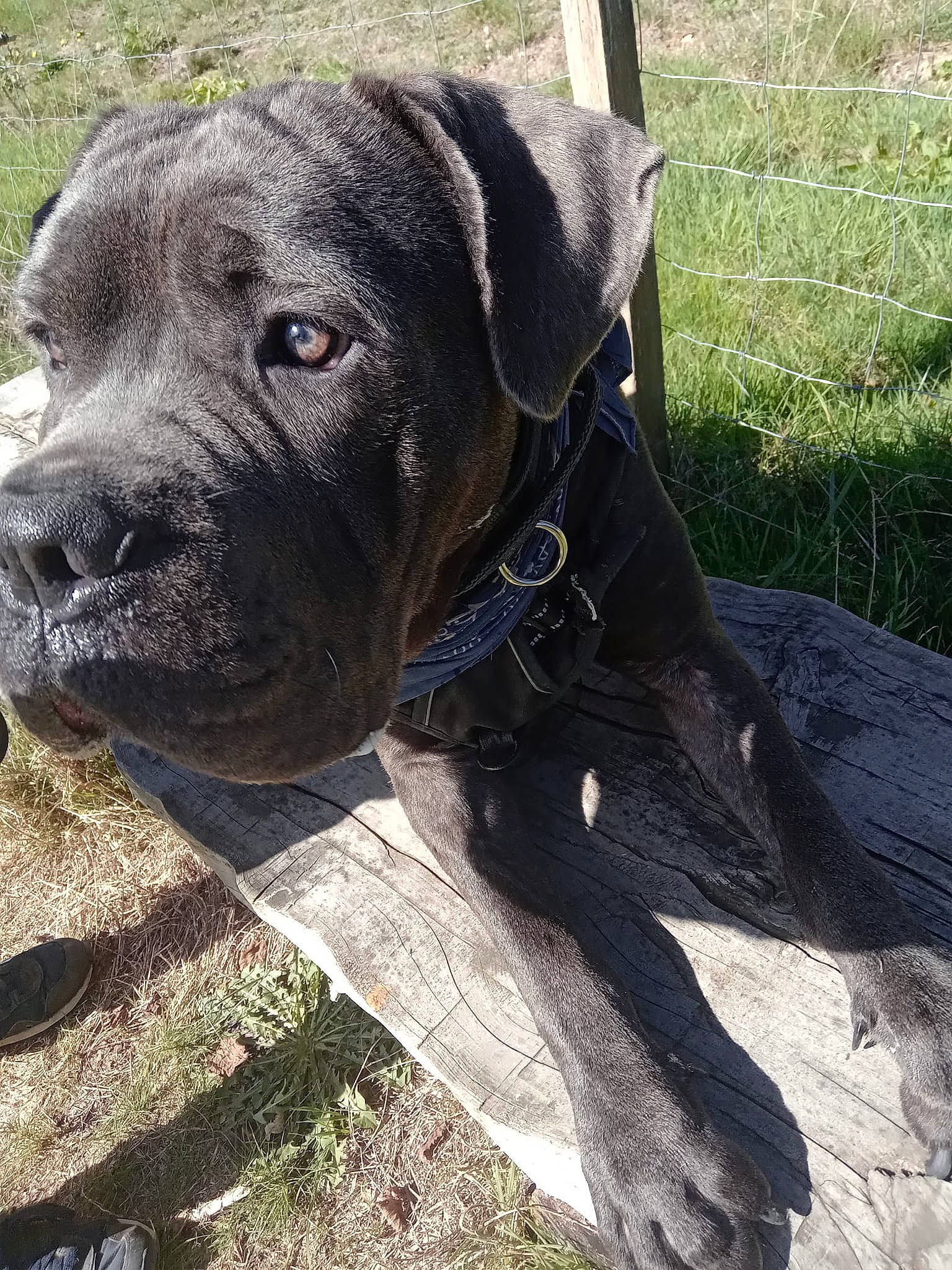 Sirius a rejoint le concours — aidez-le/la à gagner de superbes lots ! borador, carnivore, collar, companion_dog, dog, dog_breed, dog_collar, fawn, grass, guard_dog, liver, molosser, pet_supply, plant, sculpture, sporting_group, terrestrial_animal, whiskers, working_animal, working_dog