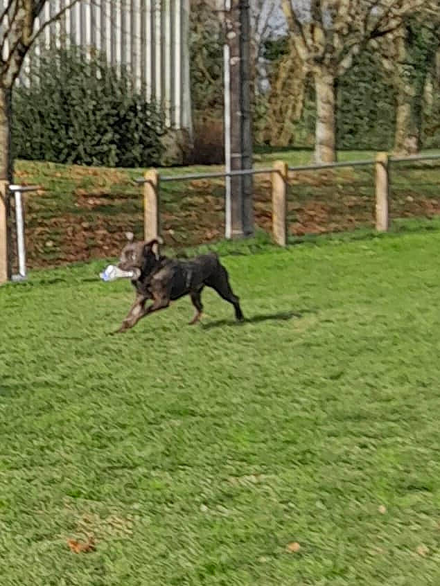 Sirius a rejoint le concours — aidez-le/la à gagner de superbes lots ! canidae, carnivore, companion_dog, dog, dog_breed, fence, grass, grassland, guard_dog, hunting_dog, pasture, plant, sporting_group, tail, terrestrial_animal, tire, tree, working_dog, yard