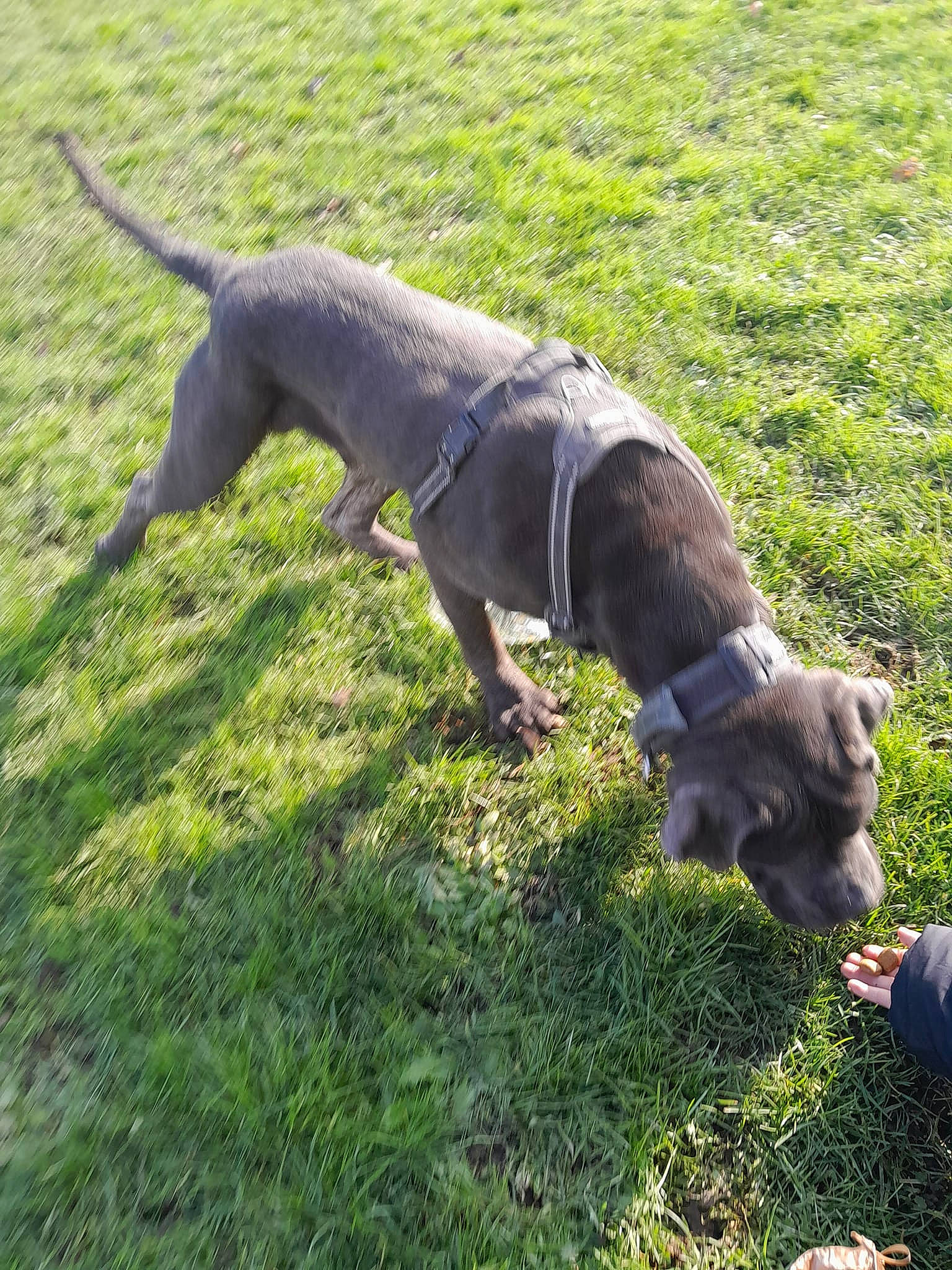 Sirius participe au concours pour gagner de l'argent avec cette photo : carnivore, collar, companion_dog, dog, dog_breed, dog_collar, dog_supply, fashion_accessory, fawn, grass, groundcover, guard_dog, leash, pet_supply, plant, pointing_breed, snout, tail, terrestrial_animal, working_animal