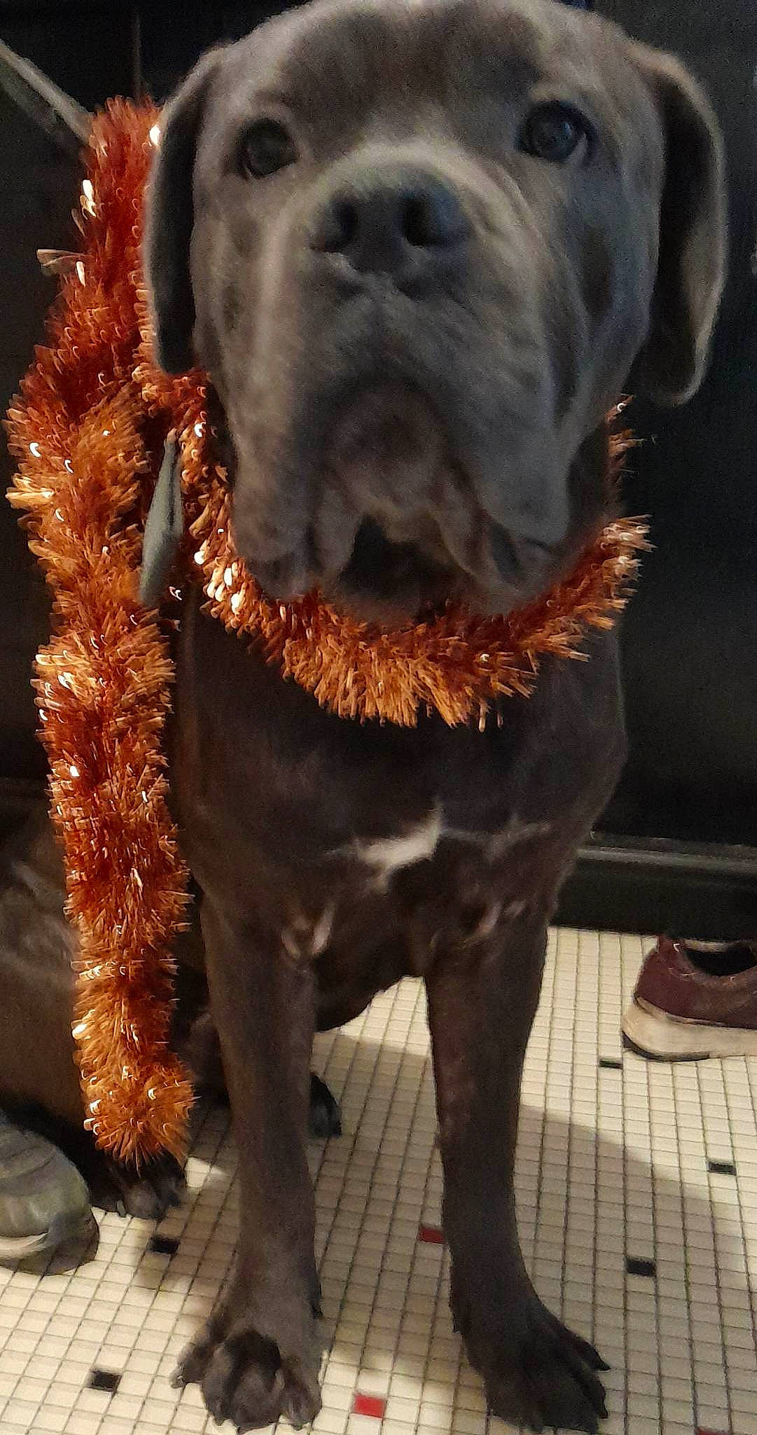 Sirius participe au concours pour gagner de l'argent avec cette photo : canidae, carnivore, collar, companion_dog, dog, dog_breed, dog_collar, fawn, fur, giant_dog_breed, leash, liver, pet_supply, snout, sporting_group, tail, terrestrial_animal, whiskers, working_animal, wrinkle