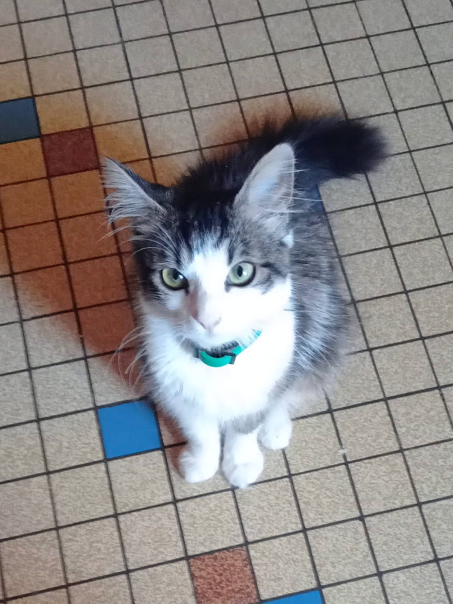 Orion participe au concours pour gagner de l'argent avec cette photo : art, carnivore, cat, domestic_short_haired_cat, electric_blue, eye, felidae, flooring, foot, fur, head, iris, line, paw, road_surface, sitting, small_to_medium_sized_cats, snout, tail, whiskers