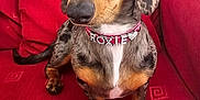 Roxie is registered to the contest to win money with this photo: dog, dachshund, pet, animal, collar, red_couch, indoor, portrait, cute, sitting, fur, ears, nose, eyes, paw, canine, domestic_animal, furniture, cozy, companion