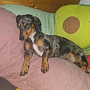 Roxie is registered to the contest to win money with this photo: dog, dachshund, sleeping, pillow, quilted, cushion, green_cushion, pink_cushion, indoor, pet, resting, brown, black, white, fur, cute, animal, wooden_wall, relaxing, nap