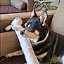 Ubbu is registered to the contest to win money with this photo: dog, plush_toy, couch, brown_furniture, living_room, lamp, side_table, pet, indoor, relaxed, small_dog, toy, cozy, furniture, animal, domestic, resting, comfort, canine, home