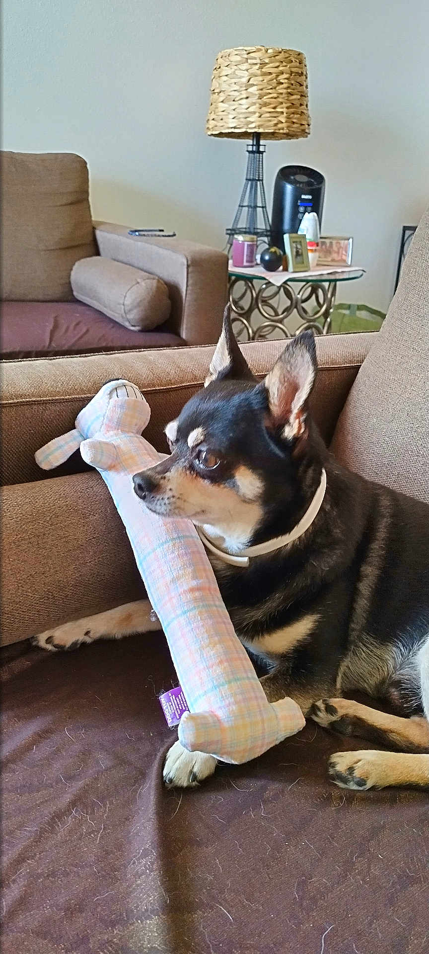 Ubbu is registered to the contest to win money with this photo: dog, plush_toy, couch, brown_furniture, living_room, lamp, side_table, pet, indoor, relaxed, small_dog, toy, cozy, furniture, animal, domestic, resting, comfort, canine, home