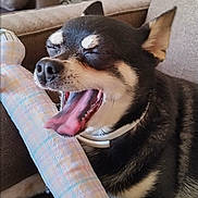 Ubbu is registered to the contest to win money with this photo: dog, yawning, toy, bone_shaped_toy, couch, indoor, pet, black_dog, tan_markings, collar, paw, furniture, living_room, lamp, decor, relaxation, canine, sleepy, pet_toy, cozy