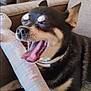 dog, yawning, toy, bone_shaped_toy, couch, indoor, pet, black_dog, tan_markings, collar, paw, furniture, living_room, lamp, decor, relaxation, canine, sleepy, pet_toy, cozy