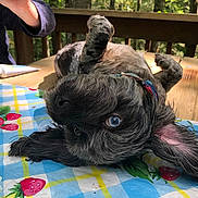 Lulu is registered to the contest to win money with this photo: dog, blue_eyes, tablecloth, strawberry_pattern, wooden_table, outdoor, deck, person, mug, relaxed, playful, pet, collar, fur, nature, greenery, sunlight, cute, animal, lying_down