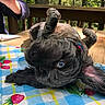 dog, blue_eyes, tablecloth, strawberry_pattern, wooden_table, outdoor, deck, person, mug, relaxed, playful, pet, collar, fur, nature, greenery, sunlight, cute, animal, lying_down