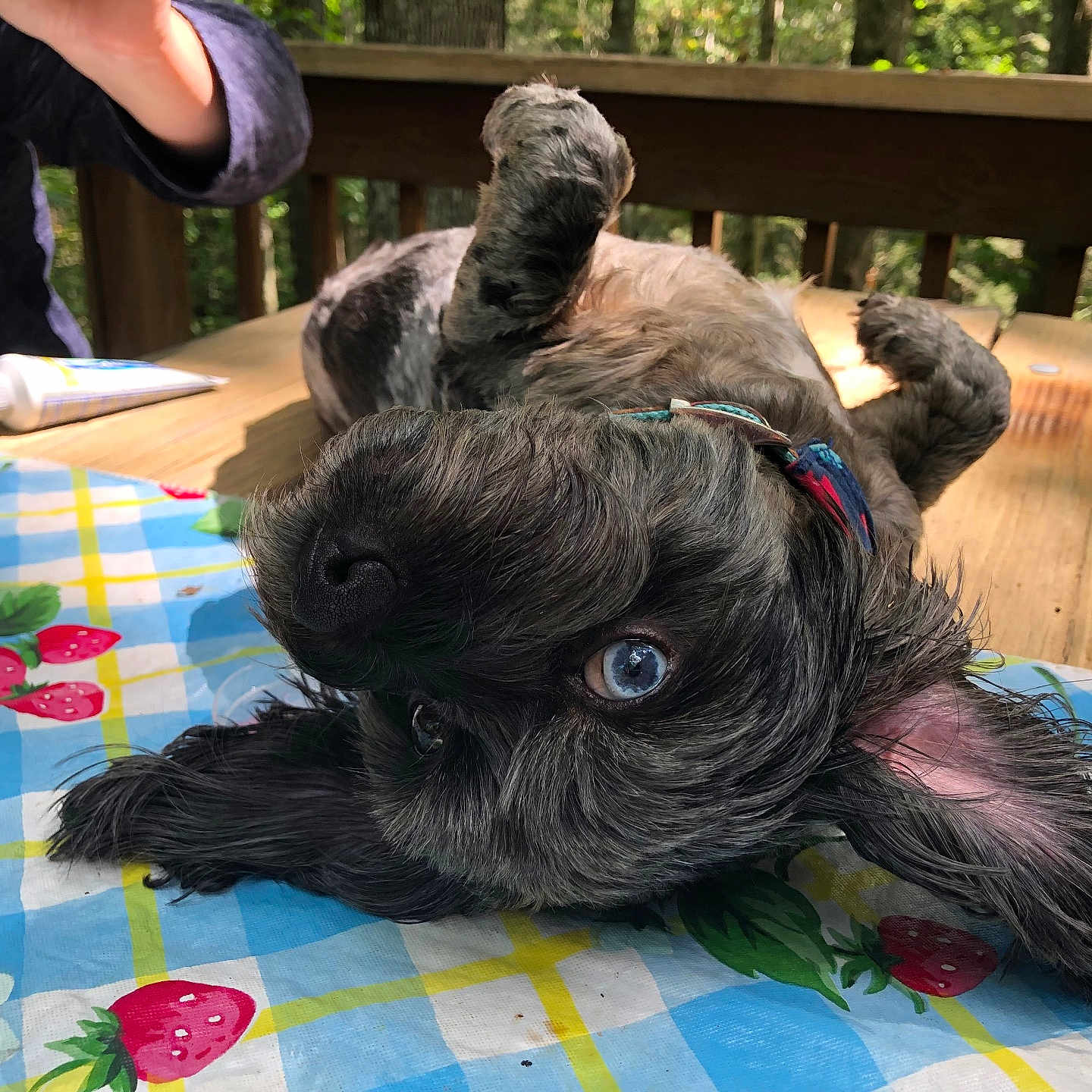 Lulu is registered to the contest to win money with this photo: dog, blue_eyes, tablecloth, strawberry_pattern, wooden_table, outdoor, deck, person, mug, relaxed, playful, pet, collar, fur, nature, greenery, sunlight, cute, animal, lying_down