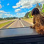 Benny joined the competition — help win amazing prizes! dog, dashboard, road, highway, vehicle_interior, sky, clouds, trees, nature, sunny, daytime, travel, transportation, pet, fur, curly_fur, brown_dog, looking_out, road_trip, outdoor