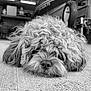 Benny is registered to the contest to win money with this photo: dog, curly_fur, lying_down, close_up, nose, garage, boat, wheel, floor, black_and_white, pet, animal, furry, relaxed, indoor, background_objects, texture, domestic_animal, cute, resting