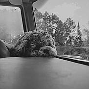 Benny is registered to the contest to win money with this photo: dog, curly_fur, car_interior, dashboard, window, trees, forest, black_and_white, resting, pet, cute, calm, vehicle, nature, daytime, side_view, fur, animal, relaxing, indoors
