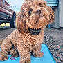 dog, curly_fur, pet, outdoor, blue_mat, truck, gravel, building, sky, collar, cute, fluffy, brown, curious, sitting, portrait, animal, daylight, close_up, furry