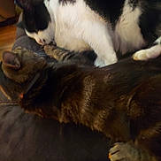 Joey joined the competition — help win amazing prizes! cat, cats, feline, pet, indoor, couch, snuggling, sleeping, black_and_white_cat, tabby_cat, collar, fur, animal, resting, cozy, two_animals, home, closeup, friendship, comfort