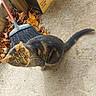 cat, tabby, animal, pet, broom, cardboard_box, autumn_leaves, concrete_floor, outdoor, feline, fur, whiskers, tail, sunlight, texture, brown, black, yellow, curious, still_life