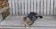Joey is registered to the contest to win money with this photo: cat, tabby_cat, bench, wooden_bench, outdoor, grass, leaves, nature, animal, pet, resting, relaxed, feline, autumn, wood, park, daytime, quiet, peaceful, sitting
