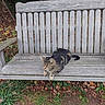 cat, tabby_cat, bench, wooden_bench, outdoor, grass, leaves, nature, animal, pet, resting, relaxed, feline, autumn, wood, park, daytime, quiet, peaceful, sitting