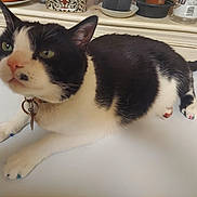 Shiro joined the competition — help win amazing prizes! cat, black_and_white, painted_claws, pet, animal, indoor, windowsill, potted_plants, curious, feline, whiskers, collar, table, domestic_cat, close_up, relaxed, fur, ears, green_eyes, home