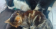 Shiro is registered to the contest to win money with this photo: animal, black_and_white_cat, cat, cats, collar, couch, cozy, domestic_animal, feline, fur, home, indoor, pet, relaxation, resting, sleeping, sofa, tabby_cat, two_cats, wooden_floor