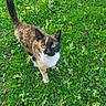 animal, calico_cat, cat, close_up, curious, cute, daylight, ears, feline, grass, greenery, ground, looking_up, mammal, nature, outdoor, pet, tail, whiskers, yellow_flowers