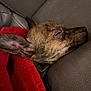 Tucker joined the competition — help win amazing prizes! animal, blanket, brown, closeup, companion, cozy, cute, dog, domestic_animal, ears, fur, indoors, leather_couch, peaceful, pet, red_blanket, relaxation, rest, sleeping, snuggle