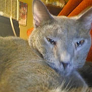 Rysand Georgia is registered to the contest to win money with this photo: blanket, blurry, cat, close_up, couch, cozy, domestic_animal, ears, feline, fur, furniture, gray_cat, half_closed_eyes, indoor, macro, pet, portrait, relaxed, sleepy, whiskers
