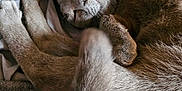 Rysand Georgia is registered to the contest to win money with this photo: bed, blanket, cat, closeup, cozy, curled, feline, fur, gray_cat, indoor, lying_down, napping, paws, pet, portrait, sleepy, soft_texture, tail, whiskers, yellow_eye