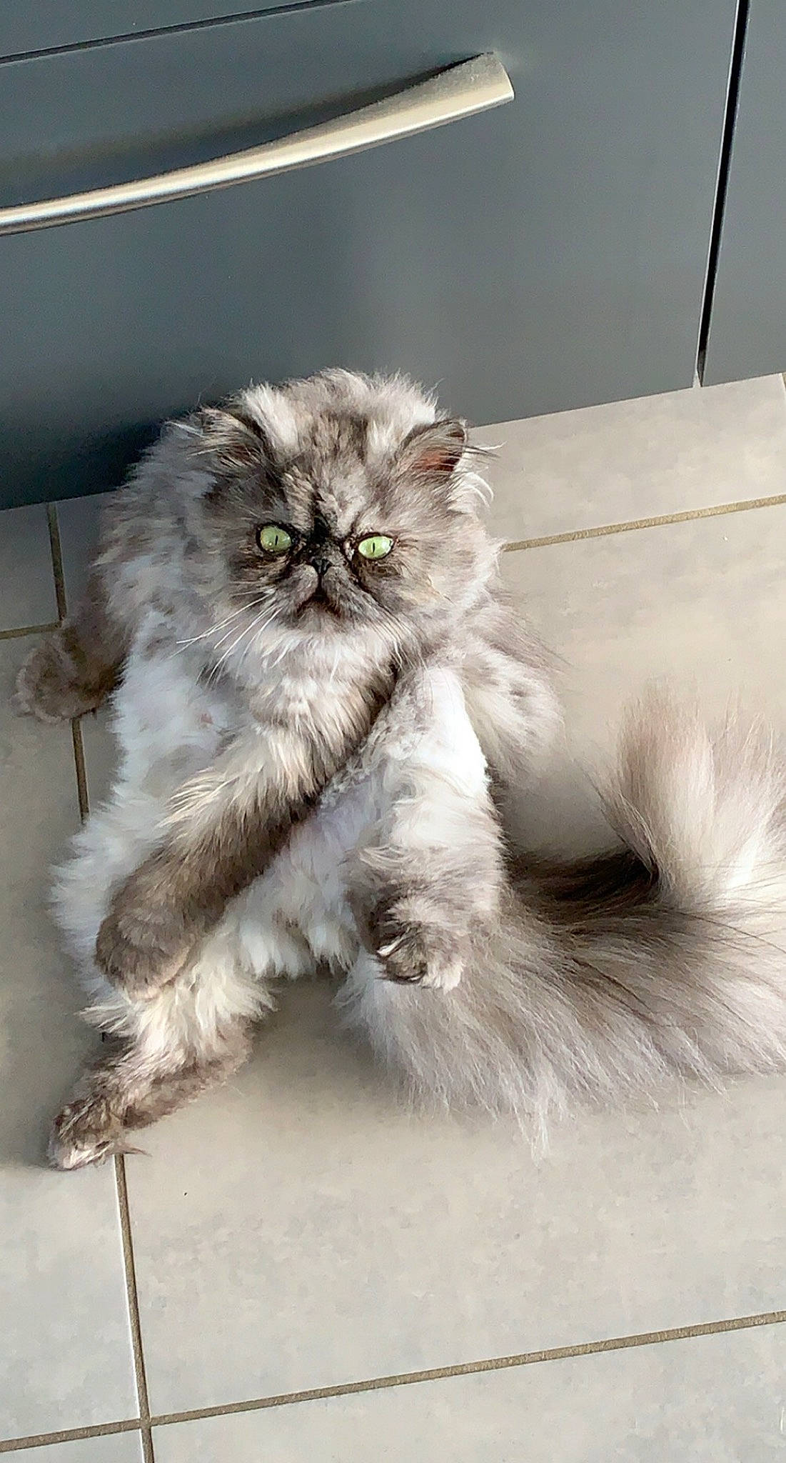 Pixel participe au concours pour gagner de l'argent avec cette photo : british_longhair, carnivore, cat, claw, comfort, eye, felidae, fur, grey, paw, persian, sitting, small_to_medium_sized_cats, snout, tail, terrestrial_animal, whiskers