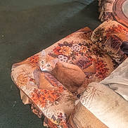 Oakland joined the competition — help win amazing prizes! animal, blanket, carpet, cat, cozy, curious, cushions, feline, floral, furniture, home, indoors, living_room, lounging, orange_cat, ottoman, pet, portrait, relaxed, sitting