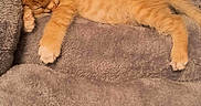 Oakland is registered to the contest to win money with this photo: animal, blanket, cat, cozy, cute, ears, fur, indoors, kitten, nap, orange_cat, orange_fur, paws, pet, resting, sleeping, sleepy, soft, tail, whiskers