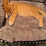 animal, blanket, cat, cozy, cute, ears, fur, indoors, kitten, nap, orange_cat, orange_fur, paws, pet, resting, sleeping, sleepy, soft, tail, whiskers