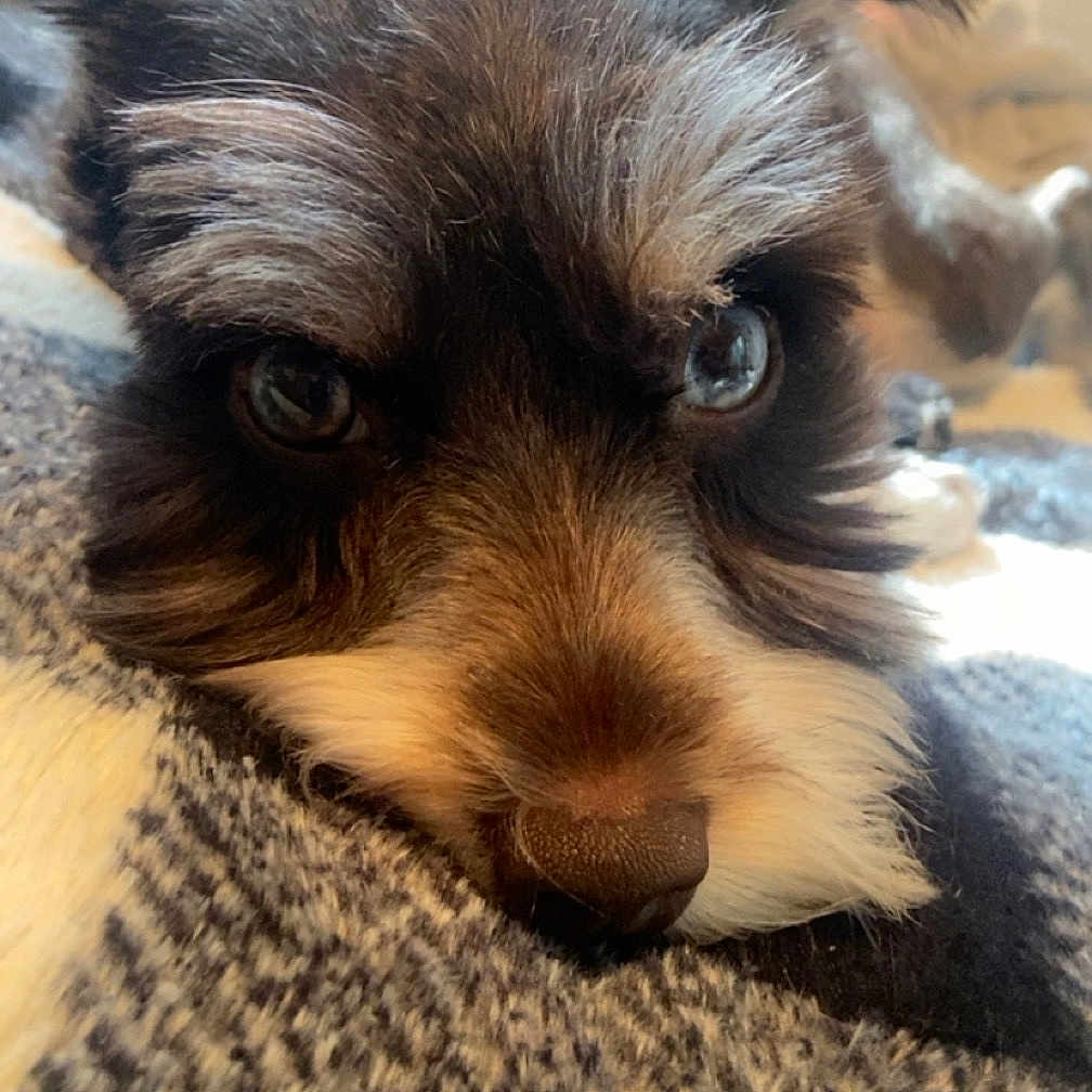 Miss Bebe joined the competition — help win amazing prizes! animal, black, blanket, brown, close_up, cozy, cute, dog, ears, face, fur, indoor, pet, portrait, relaxed, resting, snout, soft_light, texture, white