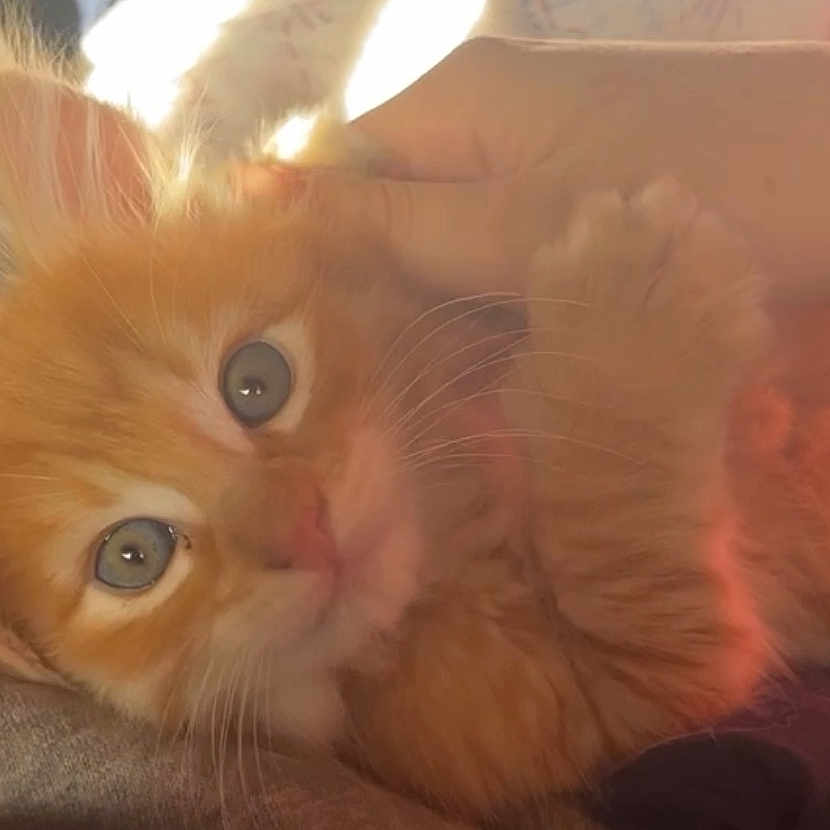 Tucker joined the competition — help win amazing prizes! abyssinian, angora, animal, blanket, cat, face, happy, head, kitten, person, pet, smile, surprised