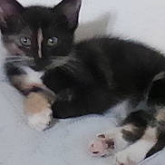 Lilly Rose is registered to the contest to win money with this photo: animal, blurred, cat, closeup, cute, domestic_animal, ears, eyes, fur, furry, indoor, kitten, lying_down, mammal, paws, pet, resting, sleepy, small, whiskers