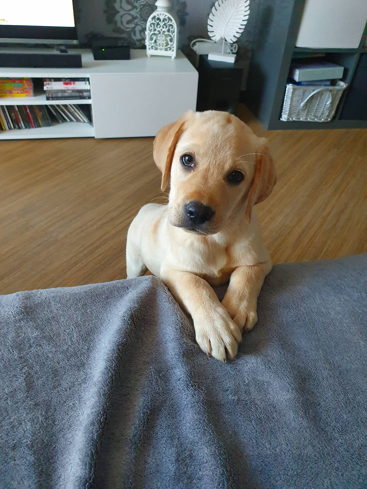 Prince a rejoint le concours — aidez-le/la à gagner de superbes lots ! beagador, canidae, carnivore, companion_dog, dog, dog_breed, fawn, labrador_retriever, mammal, paw, puppy, puppy_love, rare_breed_dog, retriever, snout, sporting_group, vertebrate, whiskers