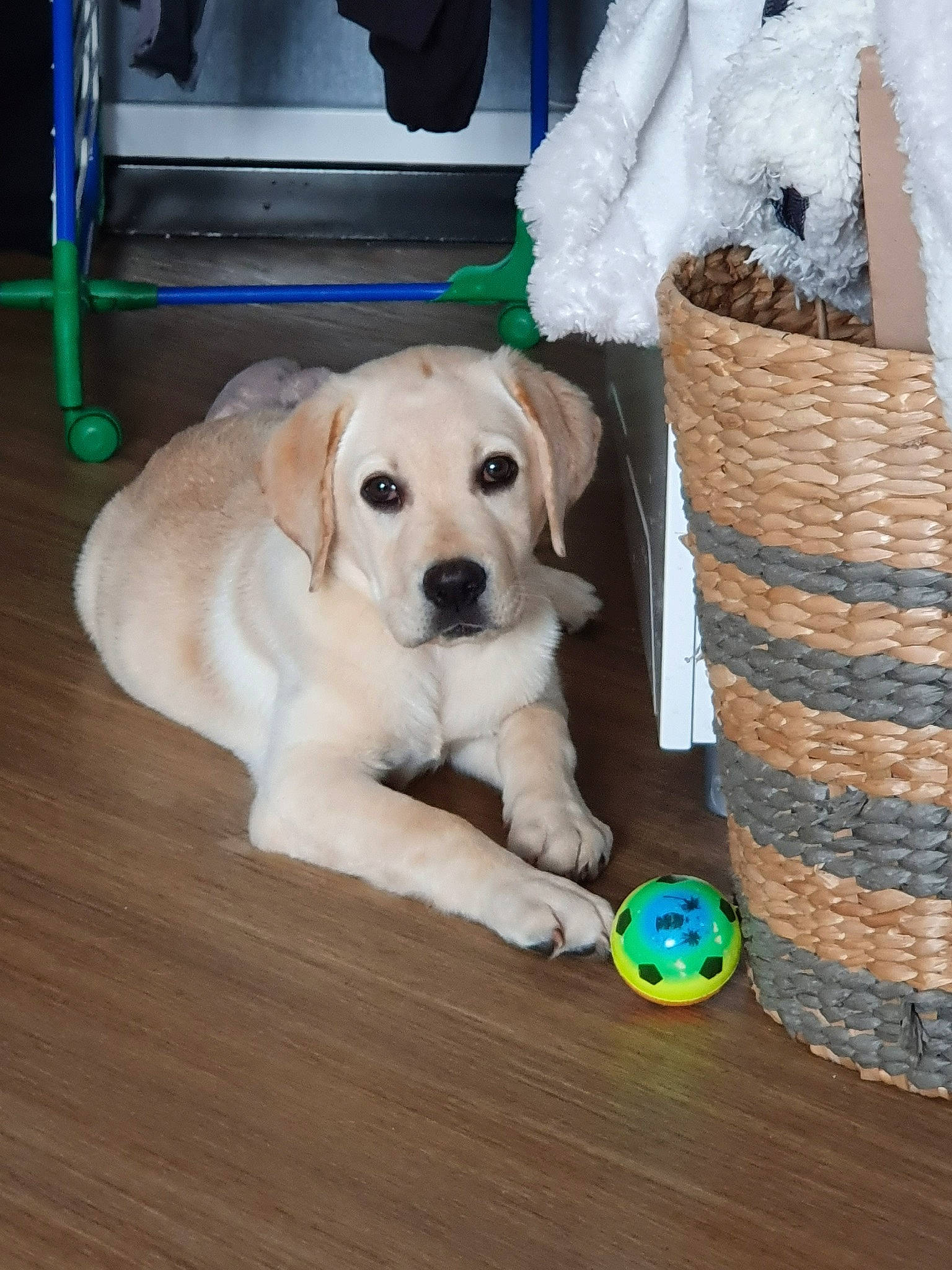Prince participe au concours pour gagner de l'argent avec cette photo : ball, beagador, canidae, carnivore, companion_dog, dog, dog_breed, dog_toy, fawn, floor, flooring, golden_retriever, hardwood, labrador_retriever, mammal, puppy, retriever, snout, sporting_group