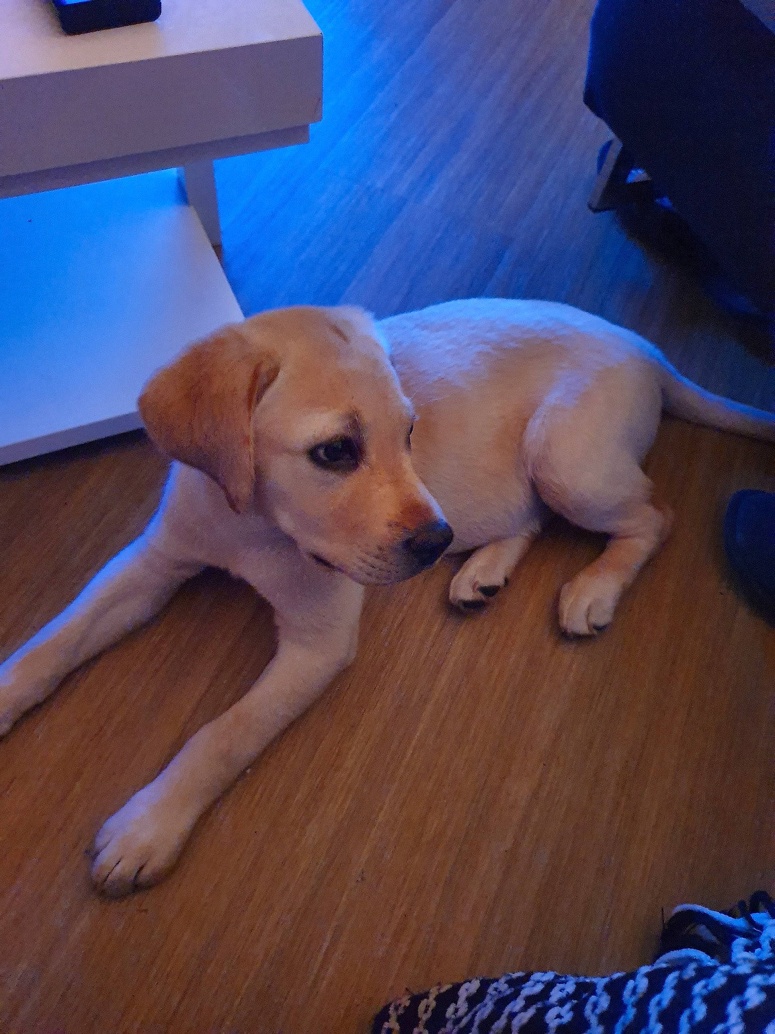 Prince a rejoint le concours — aidez-le/la à gagner de superbes lots ! beagador, canidae, carnivore, companion_dog, dog, dog_breed, fawn, floor, flooring, labrador_retriever, mammal, paw, potcake_dog, puppy, retriever, snout, sporting_group, tail, vertebrate