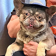 Clyde is registered to the contest to win money with this photo: dog, pet, hat, chain_necklace, tongue_out, person, hand, indoor, cute, smiling, fur, animal, portrait, fashion, accessory, holding, friendly, happy, closeup, companion