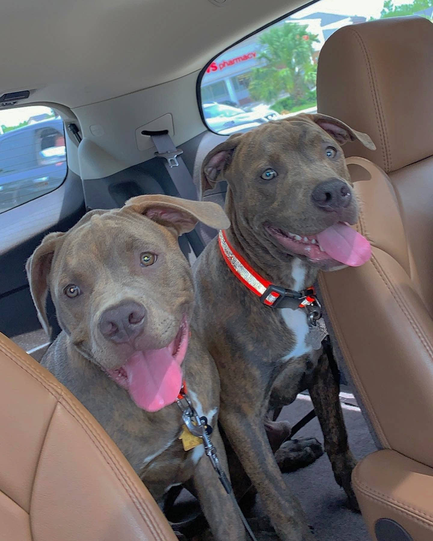 Turbo is registered to the contest to win money with this photo: american_pit_bull_terrier, bandog, blue_lacy, canidae, carnivore, dog, dog_breed, fawn, mammal, non_sporting_group, pit_bull, snout, sporting_group, vertebrate, weimaraner