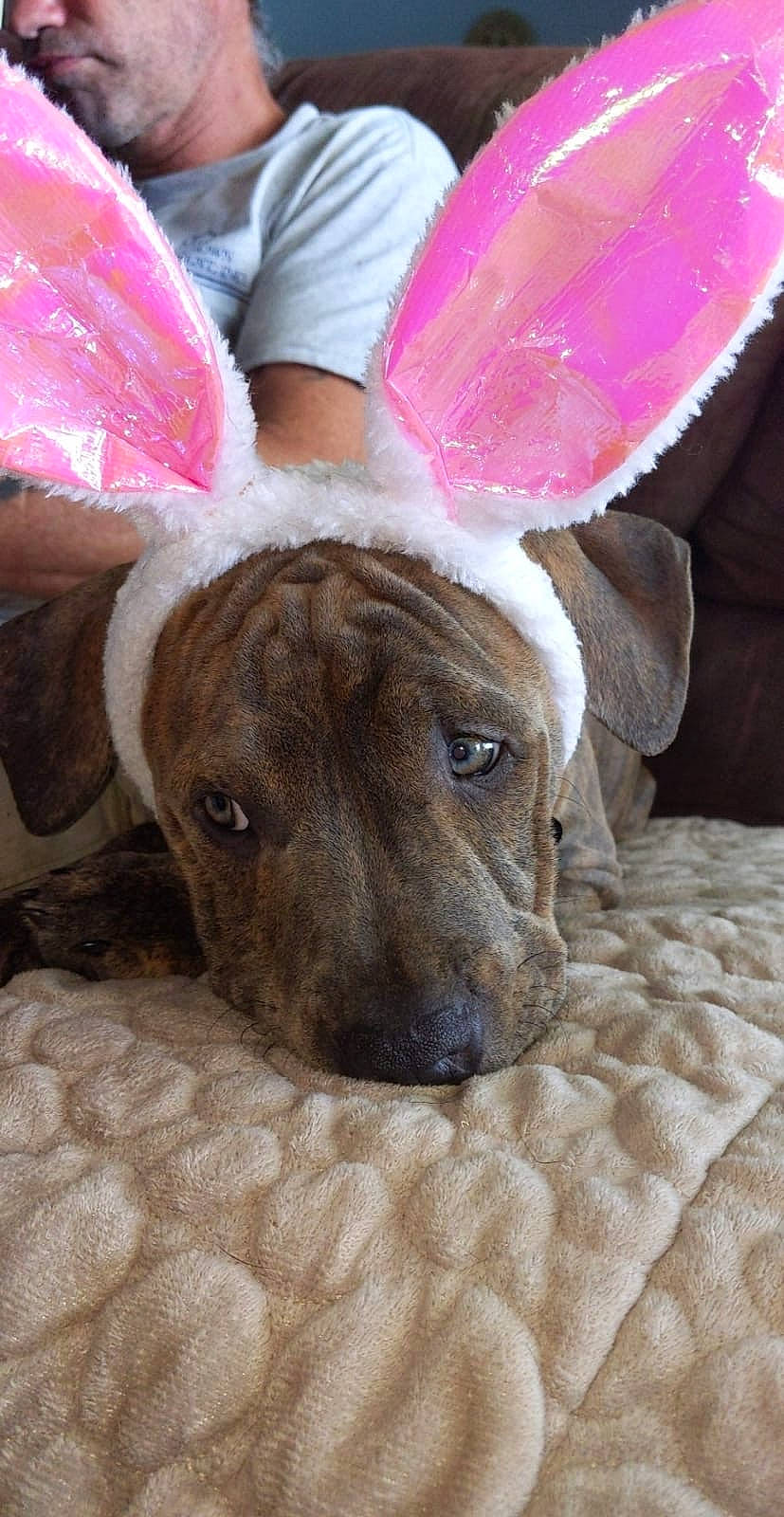 Turbo joined the competition — help win amazing prizes! canidae, carnivore, dog, dog_breed, ear, fawn, galgo_espanol, greyhound, lurcher, magyar_agar, mammal, mountain_cur, sloughi, snout, vertebrate, whippet