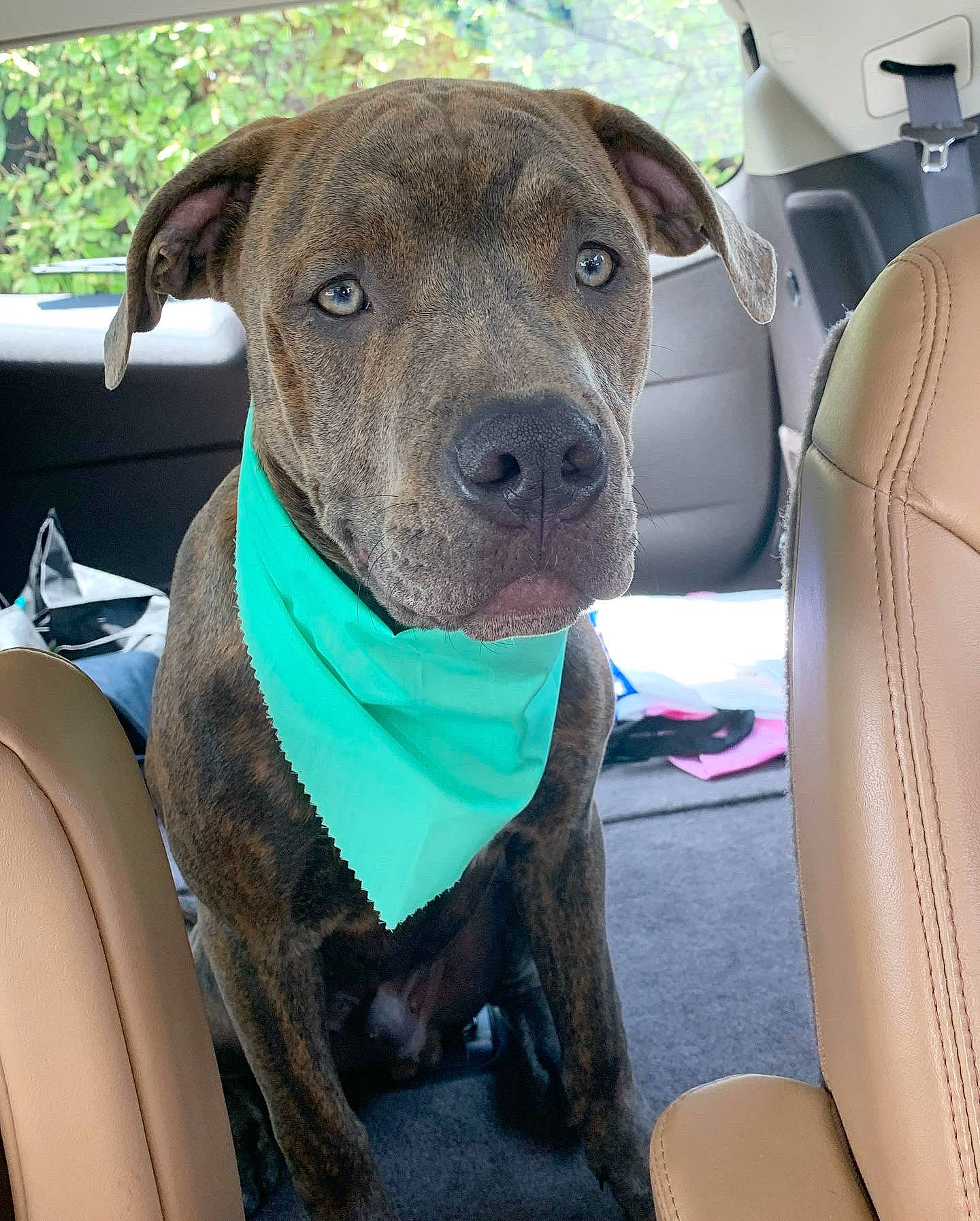 Turbo joined the competition — help win amazing prizes! american_pit_bull_terrier, bandog, canidae, carnivore, dog, dog_breed, fawn, mammal, molosser, non_sporting_group, pit_bull, snout, sporting_group, staffordshire_bull_terrier, vehicle, vertebrate