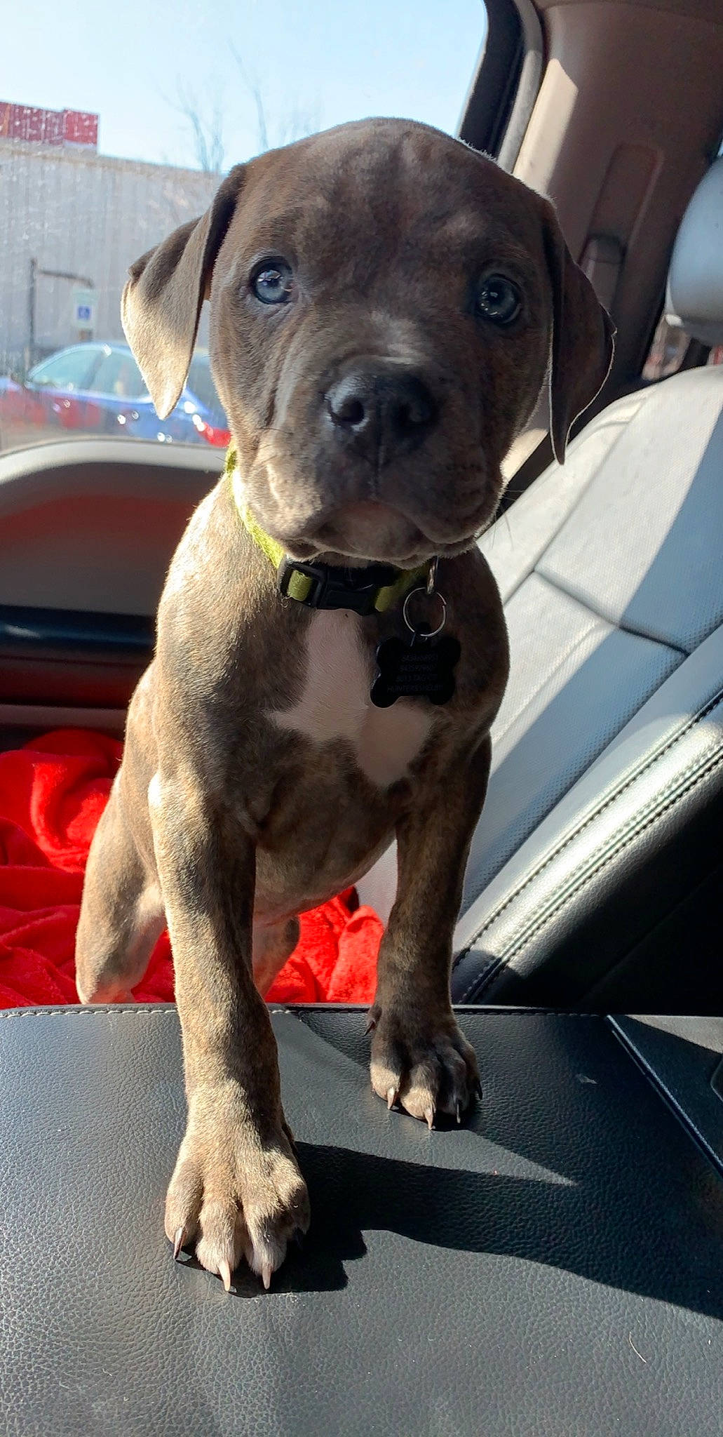 Turbo is registered to the contest to win money with this photo: american_pit_bull_terrier, american_staffordshire_terrier, bandog, cane_corso, canidae, carnivore, dog, dog_breed, fawn, mammal, molosser, non_sporting_group, pit_bull, puppy, rare_breed_dog, snout, sporting_group, staffordshire_bull_terrier, vertebrate