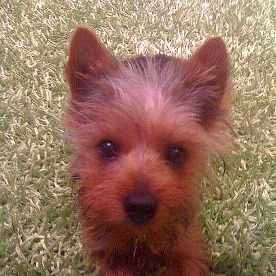 Monty