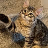 animal, carpet, cat, curious, cute, ears, feline, fluffy, fur, indoor, kitten, mammal, paw, pet, playful, sitting, stairs, tabby, whiskers, young