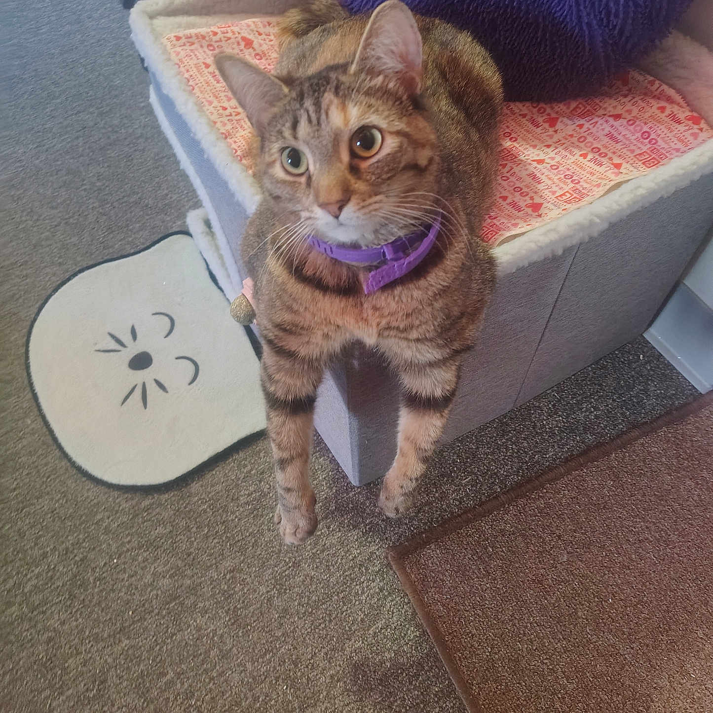 Izzabbella joined the competition — help win amazing prizes! animal, carpet, cat, cat_bed, collar, curious, cushion, cute, feline, fur, home, indoor, mat, paws, pet, purple, relaxed, resting, tabby, whiskers