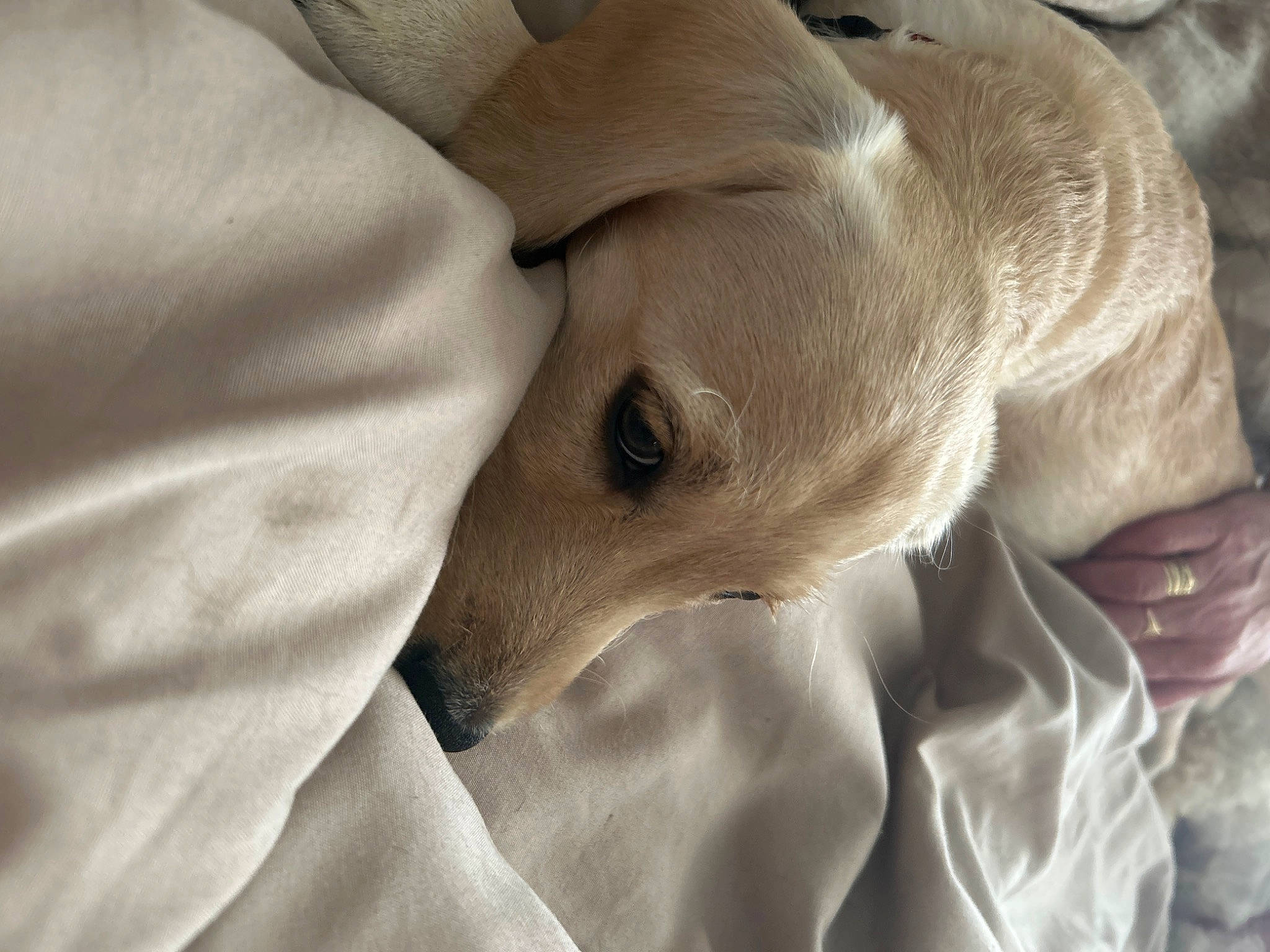 Flake joined the competition — help win amazing prizes! canidae, carnivore, comfort, companion_dog, dog, dog_breed, ear, fawn, linens, nap, non_sporting_group, puppy, sleep, snout, sporting_group, terrestrial_animal, toy_dog, whiskers, working_animal