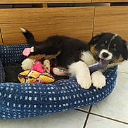 Alma participe au concours pour gagner de l'argent avec cette photo : puppy, dog, pet_bed, toy, fish_toy, floor, wooden_furniture, indoor, playful, tricolor, cute, animal, canine, fluffy, young_dog, comfort, pet, chewing, resting, home