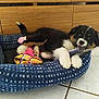 puppy, dog, pet_bed, toy, fish_toy, floor, wooden_furniture, indoor, playful, tricolor, cute, animal, canine, fluffy, young_dog, comfort, pet, chewing, resting, home