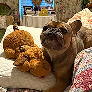 Nash is registered to the contest to win money with this photo: dog, french_bulldog, pet, plush_toy, bed, pillow, blanket, quilt, floral_curtains, window, nightstand, lamp, cozy, indoor, portrait, brown_fur, nose, eyes, paw, toy